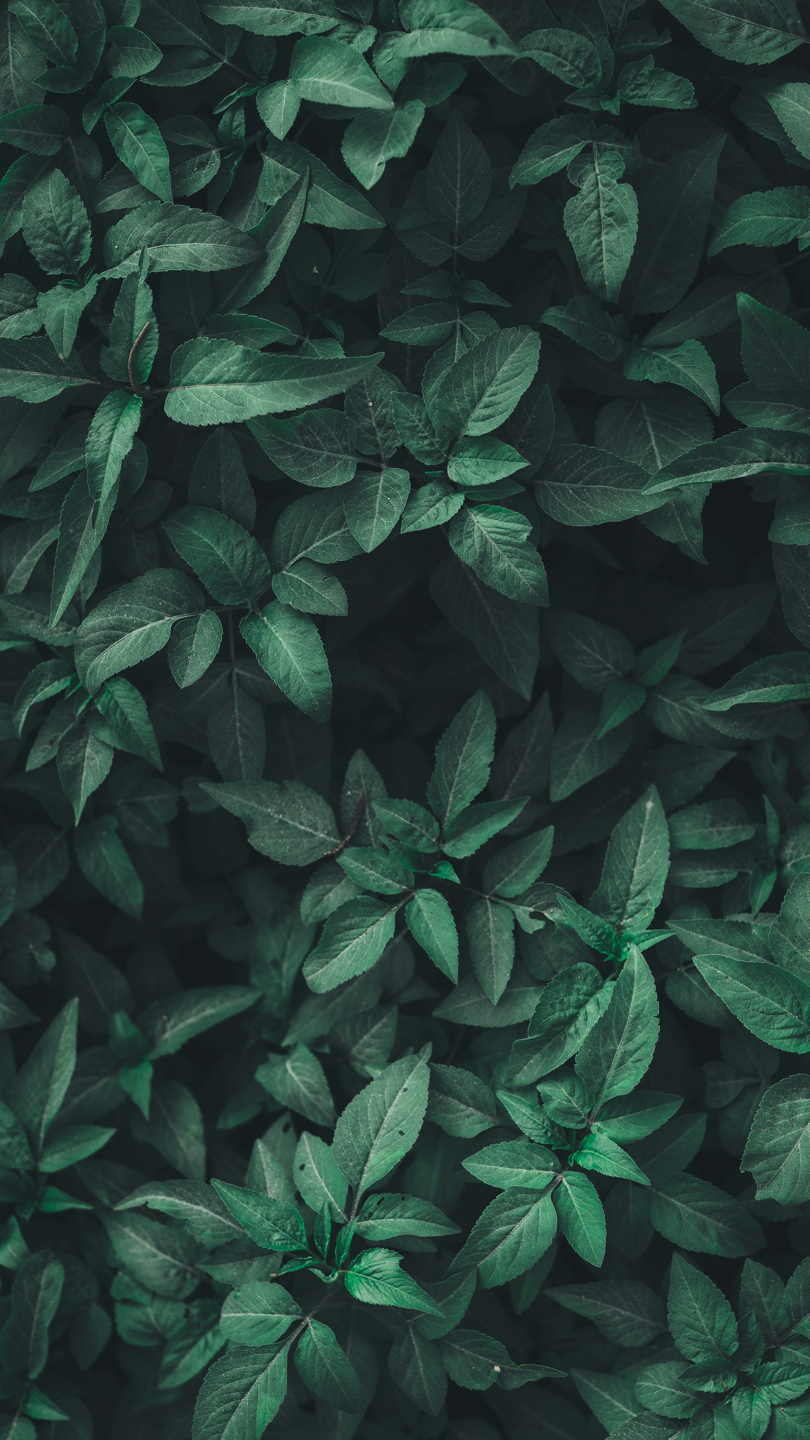Sunlight passing through delicate green botanical leaves